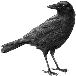 http://www.northvancouver.com/wp-content/uploads/crow_drawing_13070338941.jpg